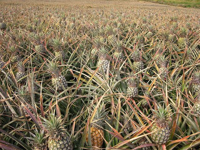 Champ d'ananas