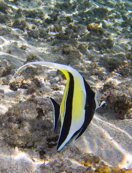 Mois de décembre: On nage en plein été