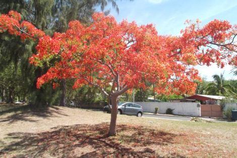 Les flamoyants à la Réunion