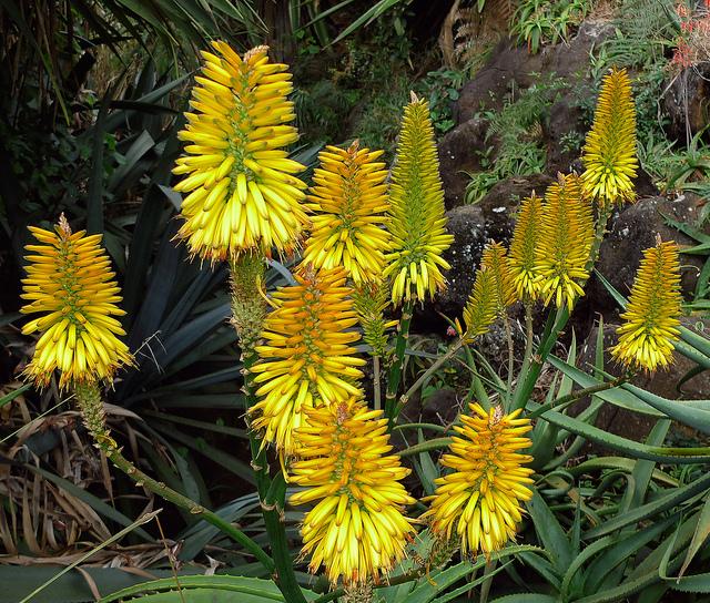 Mois de décembre: On nage en plein été