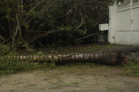 photo-passage-dumile-palmier-a-terre2