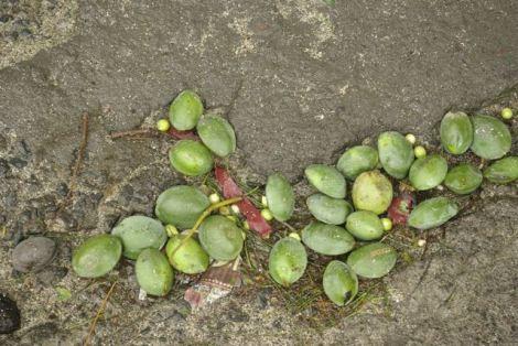 photo-passage-dumile-fruits-tombes