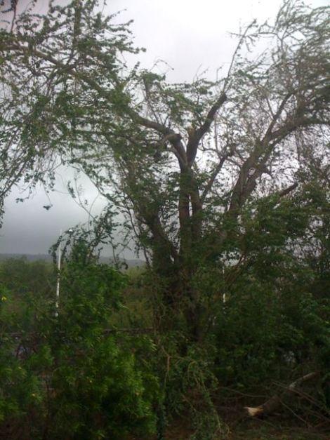 L'arbre devant chez nous s'est fendu en deux, tout est tombé dans la rue, où nous avons l'habitude de garer la voiture