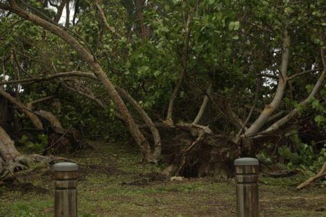 photo-passage-dumile-arbre-deracine