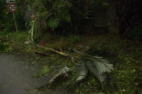 photo-passage-dumile-palmier-a-terre