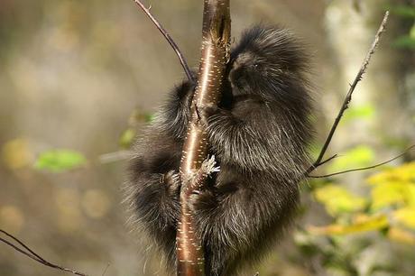 Sous la tente, au milieu de rien (croit-on)