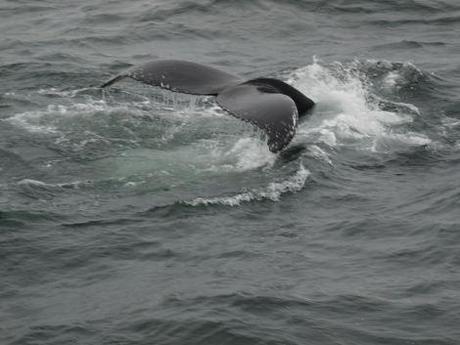 baleines-tadoussac2