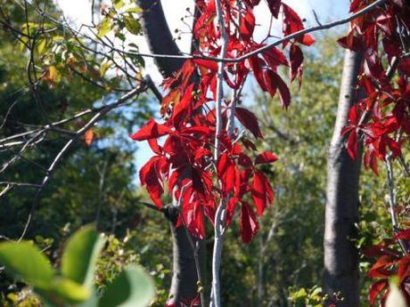 {Road trip Québec} Etapes finales en beauté avec le Bic et Tremblant parc du bic