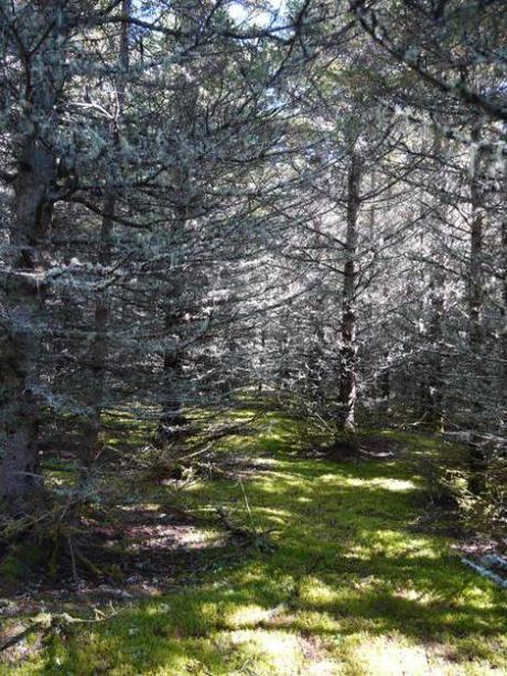 {Road trip Québec} Etapes finales en beauté avec le Bic et Tremblant parc du bic