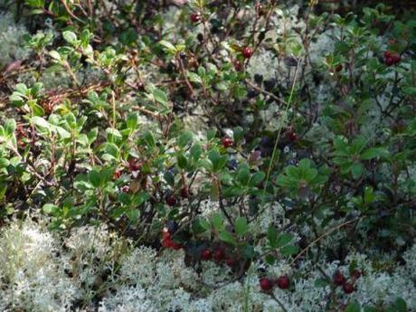 {Road trip Québec} Etapes finales en beauté avec le Bic et Tremblant parc du bic