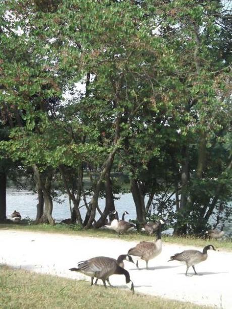 Transformer une banale sortie… Avec du pain rassi! dupainrassipourlescanards5