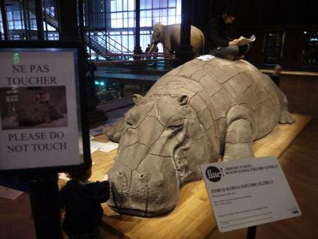 Notre sortie au Museum d’histoire naturelle visite-museumhistoirenaturelle