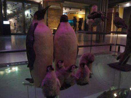 Notre sortie au Museum d’histoire naturelle visite-museumhistoirenaturelle