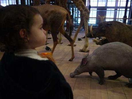 Notre sortie au Museum d’histoire naturelle visite-museumhistoirenaturelle