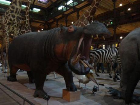Notre sortie au Museum d’histoire naturelle visite-museumhistoirenaturelle