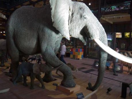 Notre sortie au Museum d’histoire naturelle visite-museumhistoirenaturelle