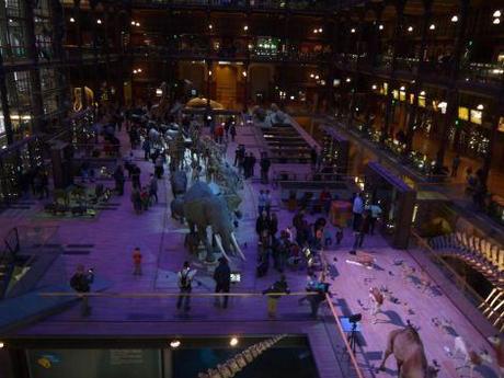 Notre sortie au Museum d’histoire naturelle visite-museumhistoirenaturelle