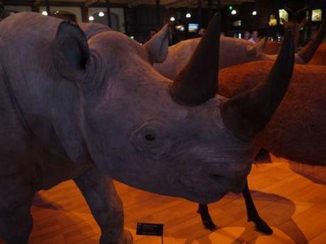 Notre sortie au Museum d’histoire naturelle visite-museumhistoirenaturelle