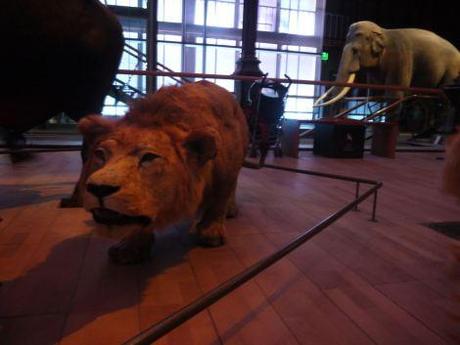 Notre sortie au Museum d’histoire naturelle visite-museumhistoirenaturelle