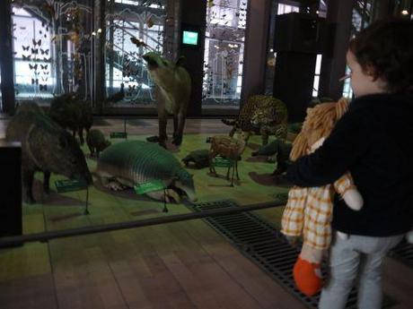 Notre sortie au Museum d’histoire naturelle visite-museumhistoirenaturelle