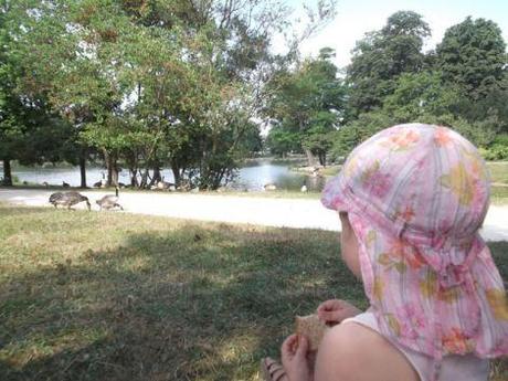 dupainrassipourlescanards4