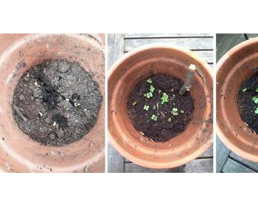 Jardinage du Printemps