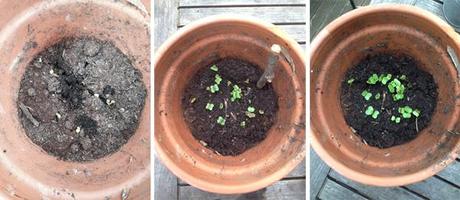 gardening-with-kids