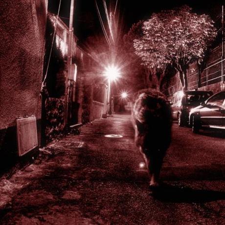 Côtoyer le grand méchant loup loup-en-ville