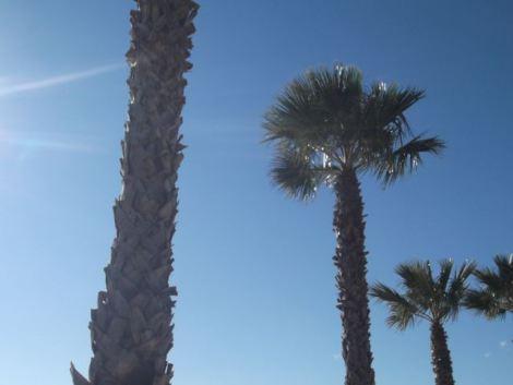 palmier-sud-var-2014