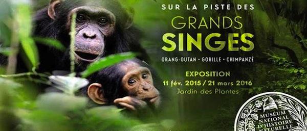 Sur la piste des grands singes