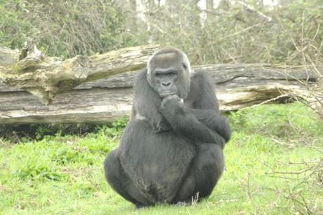 Viens en Vienne dormir dans des cabanes et profiter de la nature!
