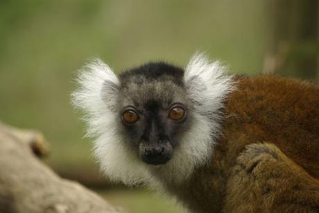 Viens en Vienne dormir dans des cabanes et profiter de la nature!