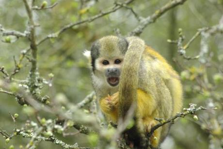 Viens en Vienne dormir dans des cabanes et profiter de la nature!