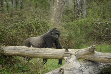 Viens en Vienne dormir dans des cabanes et profiter de la nature!