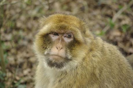 Viens en Vienne dormir dans des cabanes et profiter de la nature! Viens en Vienne dormir dans des cabanes et profiter de la nature!