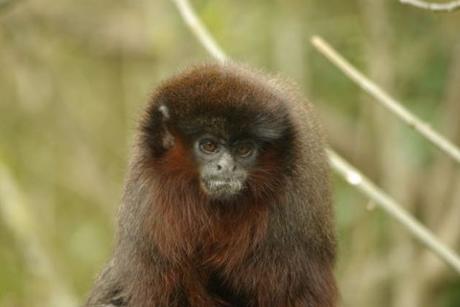 Viens en Vienne dormir dans des cabanes et profiter de la nature!