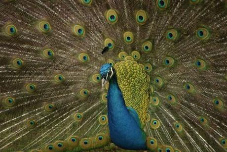 Viens en Vienne dormir dans des cabanes et profiter de la nature!