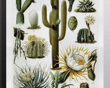 Cactus is the new Pineapple