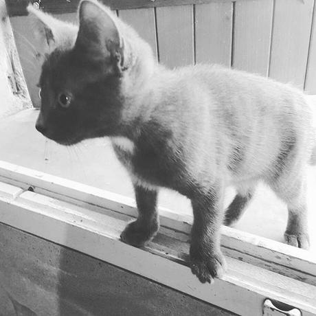 Le voili le voilà mon nouvel ami,  il fait désormais partie de la family #jaimeleschats #chaton � je vous présente Mozart le nouveau chat de la famille