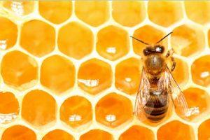 abeille ruche