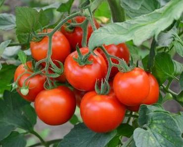 Tomates: éviter les maladies aux plants et aux fruits